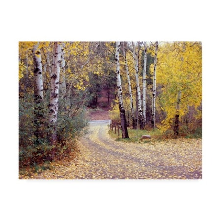 Monte Nagler 'Birch Tree Drive Fence And Road Santa Fe New Mexico' Canvas Art,14x19